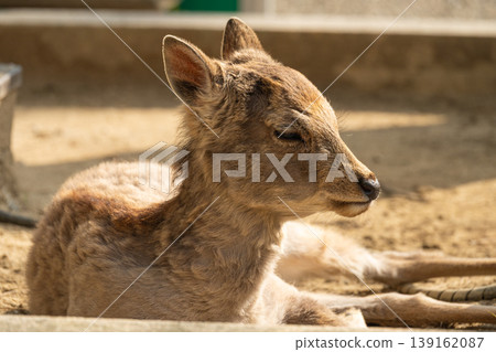 Deer in Nara Park Deer in Nara Park 139162087