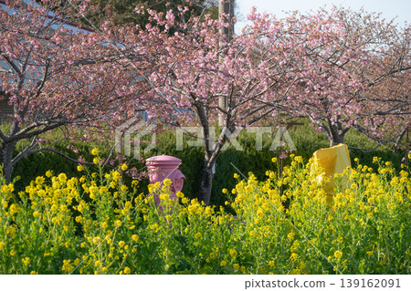 Rape flower and Kawazu cherry tree 139162091