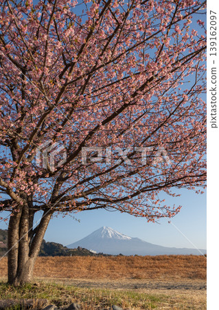 Fuji and Kawazu cherry tree Fuji and Kawazu cherry tree 139162097