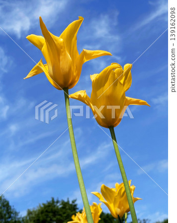 盛開的黃色鬱金香,形狀像百合花,映襯著藍天;從下方仰望;春日公園;日本 盛開的黃色鬱金香,形狀像百合花,映襯著藍天;從下方仰望;春日公園;日本 139162098