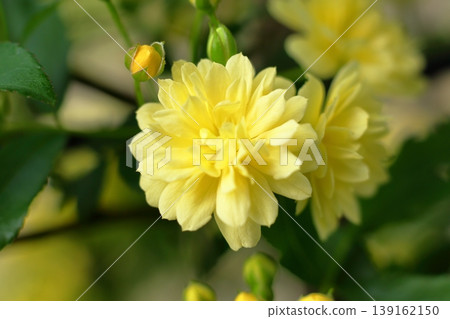 Yellow mockybara 139162150