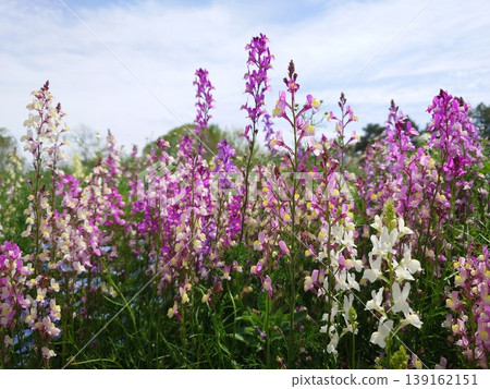 Purple flowers that shine in the blue sky Purple flowers that shine in the blue sky 139162151
