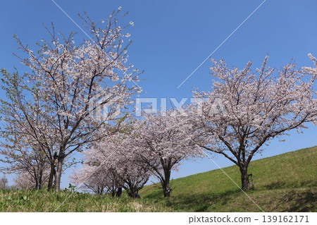 Cherry blossoms in full bloom on the riverbank under a clear blue sky. Cherry blossoms in full bloom on the riverbank under a clear blue sky. 139162171