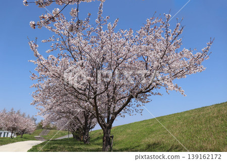 Cherry blossoms in full bloom on the riverbank under a clear blue sky. Cherry blossoms in full bloom on the riverbank under a clear blue sky. 139162172