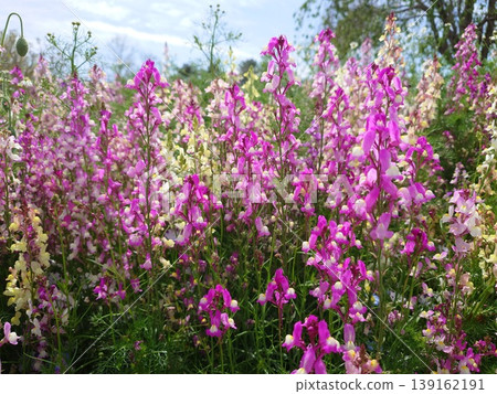 Flower garden of Linalia 139162191