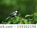 A great tit perches on a cherry tree in spring, amidst the fresh green leaves. 139162198