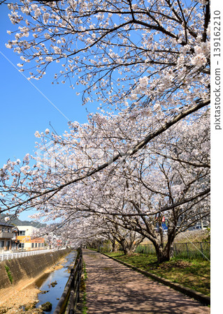 Sakura, Sakura, Sakura Sakura, Sakura, Sakura 139162210