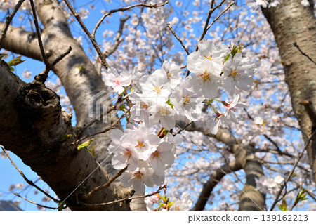 Sakura, Sakura, Sakura Sakura, Sakura, Sakura 139162213