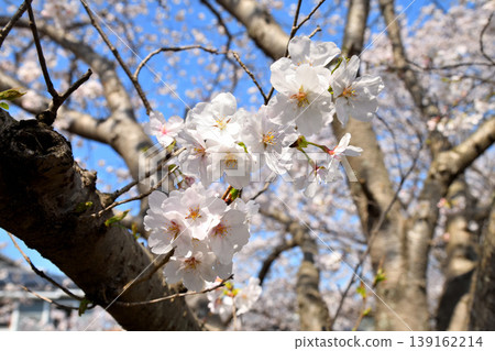 Sakura, Sakura, Sakura 139162214