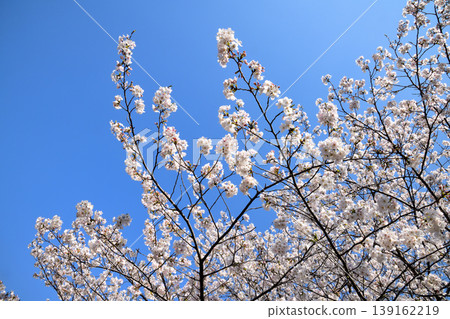 Sakura, Sakura, Sakura 139162219