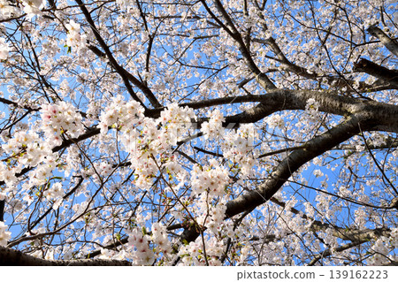 櫻花,櫻花,櫻花 櫻花,櫻花,櫻花 139162223