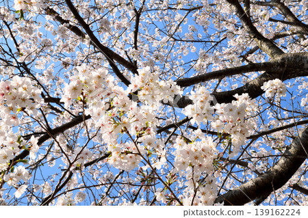 Sakura, Sakura, Sakura 139162224