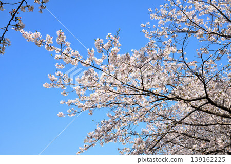 Sakura, Sakura, Sakura Sakura, Sakura, Sakura 139162225