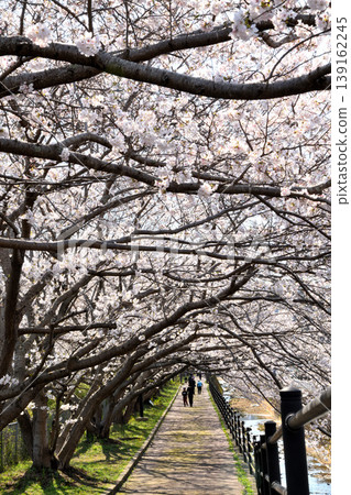 Sakura, Sakura, Sakura Sakura, Sakura, Sakura 139162245