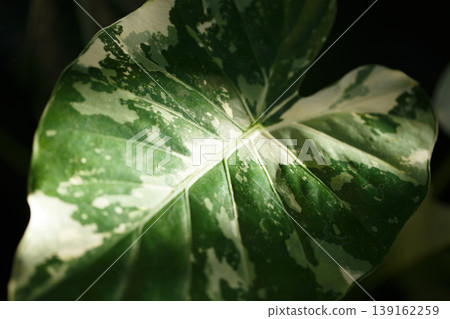 Close-up of a variegated green and white leaf with detailed veining and vibrant coloring, tropical foliage exhibiting unique patterns and textures 139162259
