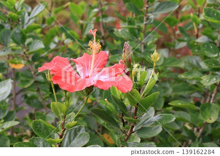 Red hibiscus flowers blooming on Ishigaki Island Red hibiscus flowers blooming on Ishigaki Island 139162284