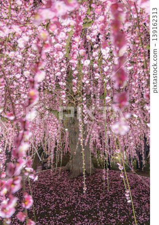 鈴鹿森林花園 鈴鹿森林花園 139162313