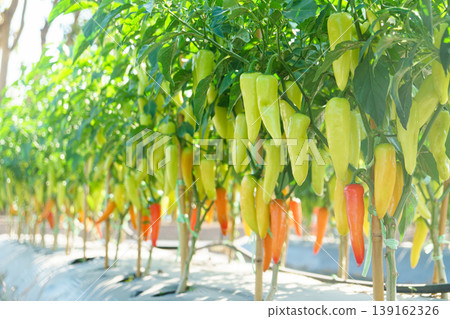 Vivid Green, Yellow, and Orange Chili Peppers Growing on Plants in a Garden Vivid Green, Yellow, and Orange Chili Peppers Growing on Plants in a Garden 139162326
