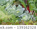 Close-up of Fresh Green and Red Leafy Vegetables in a Garden Bed 139162328