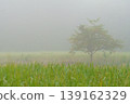 Solitary tree standing in a foggy landscape surrounded by lush green grass and misty atmosphere, evoking serenity and calmness in nature 139162329