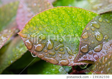 A macro close-up of sparkling water droplets on rose leaves after the rain, capturing the freshness of nature. A macro close-up of sparkling water droplets on rose leaves after the rain, capturing the freshness of nature. 139162330