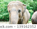 Close-up of a gentle elephant in a lush green jungle environment 139162352