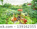 Freshly Harvested Organic Vegetables Displayed in Baskets Inside a Greenhouse Garden 139162355