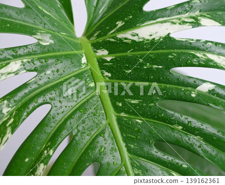 Monstera albo variegated leaves Monstera albo variegated leaves 139162361