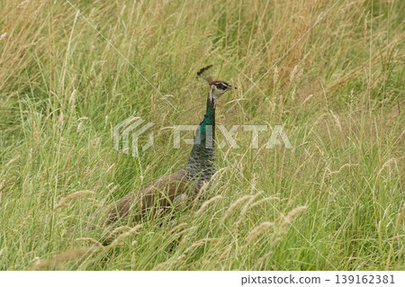 A peahen rests amongst the long grass. With its elegant neck and head feathers, it peeks over the green and yellow stalks. A peahen rests amongst the long grass. With its elegant neck and head feathers, it peeks over the green and yellow stalks. 139162381