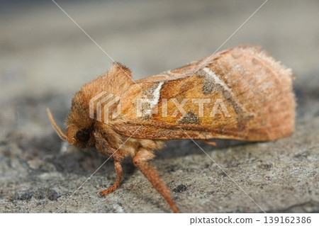 Closeup on the orange swift moth , Triodia sylvina sitting on wood Closeup on the orange swift moth , Triodia sylvina sitting on wood 139162386