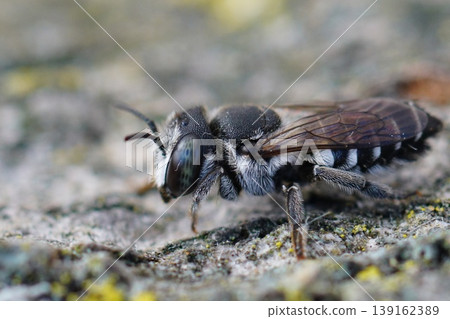Closeup on an adult female Small Centaurea Leafcutter bee , Megachile apicalis form Southern France Closeup on an adult female Small Centaurea Leafcutter bee , Megachile apicalis form Southern France 139162389