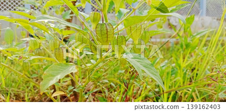 Close Up of Green Cape Gooseberry Fruit in the Garden 139162403