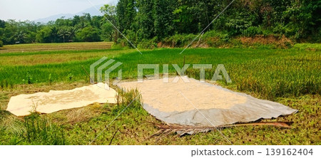 Drying Rice in the Middle of a Paddy Field Drying Rice in the Middle of a Paddy Field 139162404