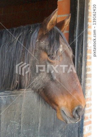 A horse's head extends from its stable stall, featuring its beautiful brown color and the black boards on which it rests its head. A horse's head extends from its stable stall, featuring its beautiful brown color and the black boards on which it rests its head. 139162410