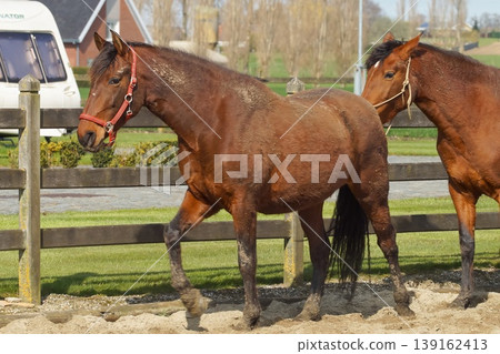 Two beautiful horses are in the ranch. The horses stand out with their shiny coats. They are being taken care of and look healthy. Two beautiful horses are in the ranch. The horses stand out with their shiny coats. They are being taken care of and look healthy. 139162413