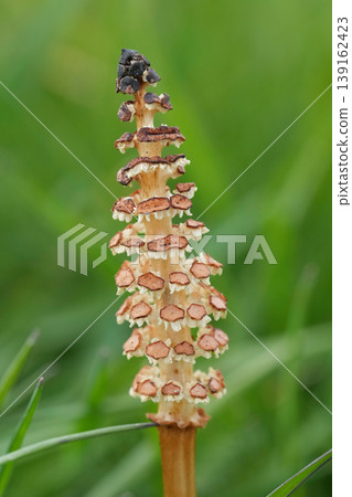Common horsetail stalk Equisetum arvense , emerge from green grass, showcasing nature's delicate patterns and early growth details Common horsetail stalk Equisetum arvense , emerge from green grass, showcasing nature's delicate patterns and early growth details 139162423