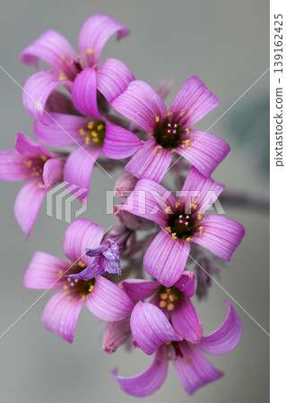 Closeup on the soft lila colored flowers of the Kalanchoe pumila or flower dust plant, endemic to Madagascar 139162425