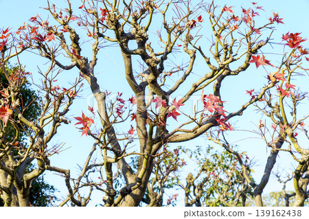 Japanese maple tree featuring vibrant red leaves on gnarled branches against a clear blue sky. Professional nature photography of spring foliage and intricate wood textures in bright daylight. 139162438