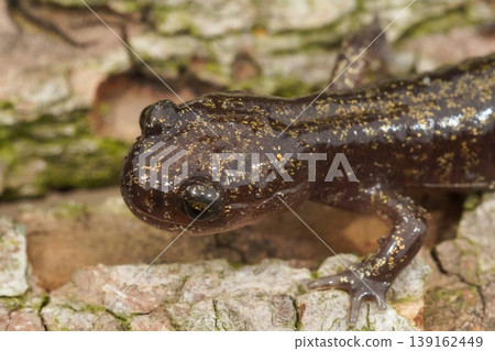 Closeup on a juvenile Japanese Ezo or Hokkaido salamander, Hynobius retardatus on a tree trunk Closeup on a juvenile Japanese Ezo or Hokkaido salamander, Hynobius retardatus on a tree trunk 139162449