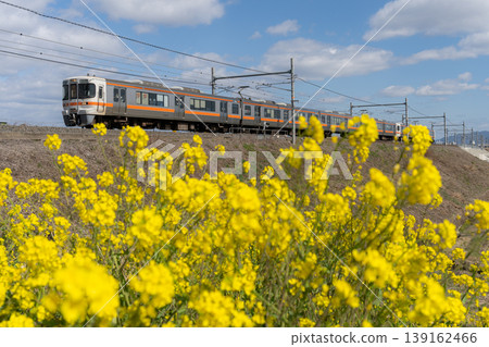 Rape blossoms and the Tokaido Main Line 139162466