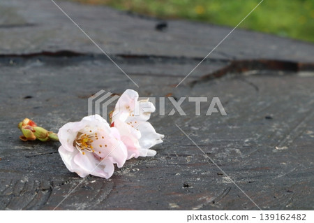 Cherry blossom petals that have fallen onto a tree stump in Goryokaku Park 139162482