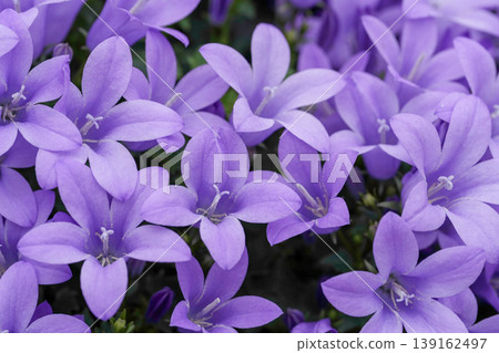 Close-up of Vibrant Purple Bell-Shaped Campanula Flowers with Delicate Petals and Green Foliage in Bloom Close-up of Vibrant Purple Bell-Shaped Campanula Flowers with Delicate Petals and Green Foliage in Bloom 139162497