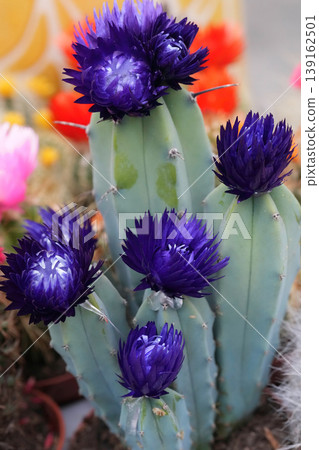 Vibrant Purple Blooms Adorn a Striking Green Cactus, Displaying Nature's Unique Beauty in Detail Vibrant Purple Blooms Adorn a Striking Green Cactus, Displaying Nature's Unique Beauty in Detail 139162501