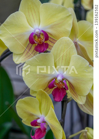 Vibrant Yellow and Purple Orchid Blooms Display a Delicate and Exotic Beauty in Natural Light Vibrant Yellow and Purple Orchid Blooms Display a Delicate and Exotic Beauty in Natural Light 139162502