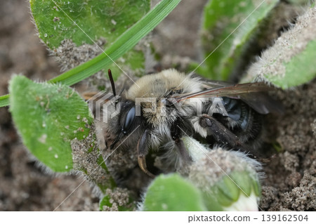 Close-up macro shot of a grey-backed minin g bee, Andrena vaga, nestled amongst green plant leaves and soil details 139162504