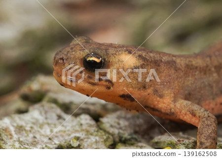 Closeup of a juvenile terrestrial banded newt, Ommatotriton ophryticus, on a wooden trunk surface Closeup of a juvenile terrestrial banded newt, Ommatotriton ophryticus, on a wooden trunk surface 139162508