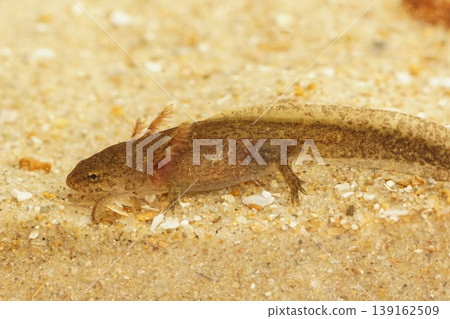 Closeup on a gilled aquatic larvae Taiwanese Cheju salamander, Hynobius quelpaertensis 139162509