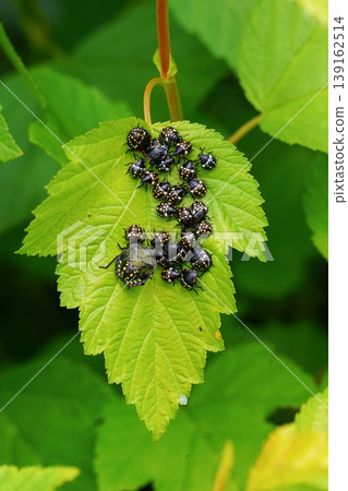 Closeup on an aggregation of colorful nymphs of the Southern Green shieldbug , Nezara viridula on a green leaf 139162514
