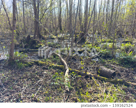 A spring swamp forest with flooded wetlands, fallen trees and fresh greenery A spring swamp forest with flooded wetlands, fallen trees and fresh greenery 139162524
