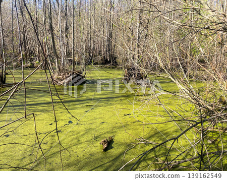Swamp area with green water and trees in late afternoon light near a forest 139162549
